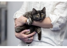 Домашний ручной котенок Синди в дар.