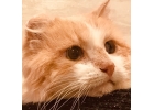 Кот Бароша